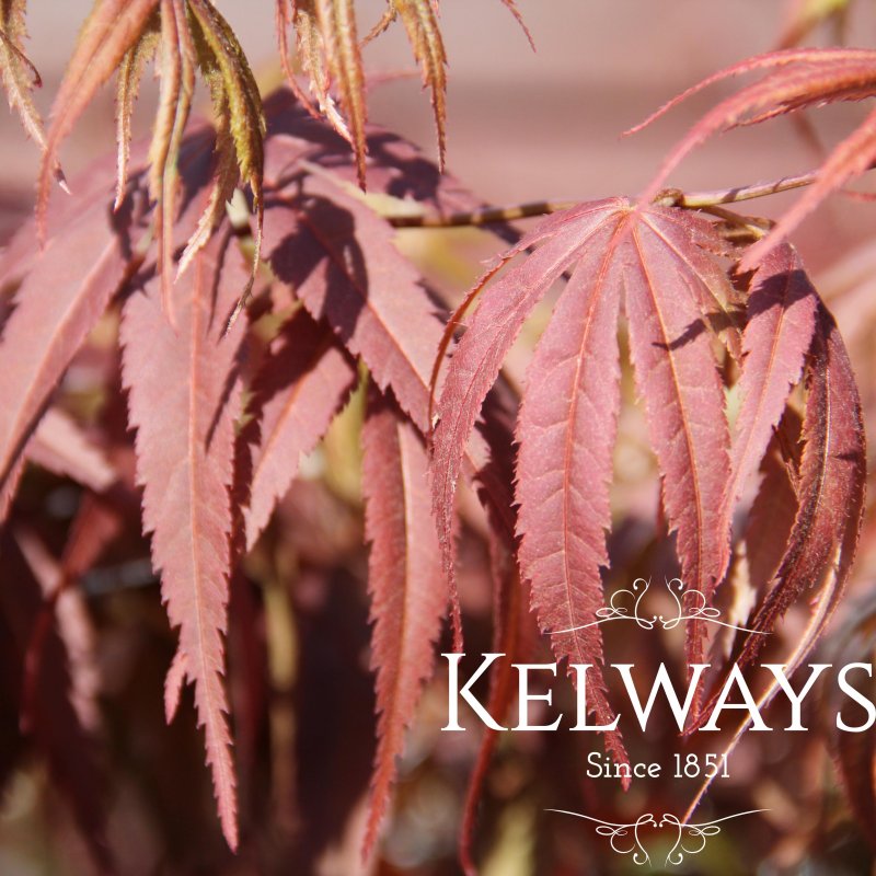 Acer palmatum 'Pixie'