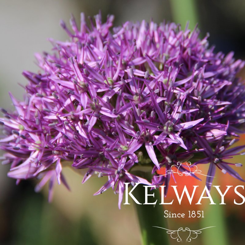 Allium 'Globemaster'