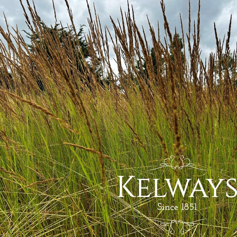 Calamagrostis x acutiflora 'Karl Foerster'