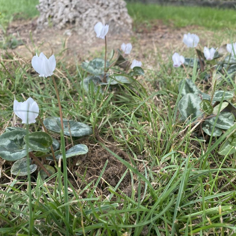 Cyclamen hederifolium f. albiflorum WHITE IVY LEAF CYCLAMEN