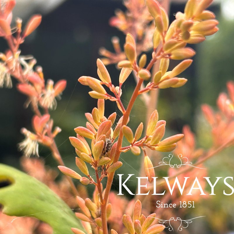 Macleaya microcarpa 'Kelways Coral Plume'