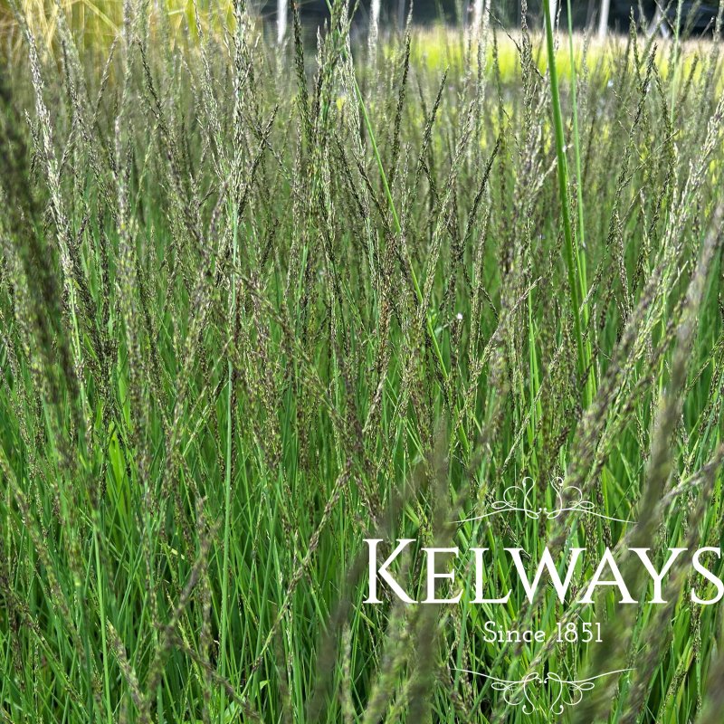 Molinia caerulea subsp. caerulea 'Moorhexe'