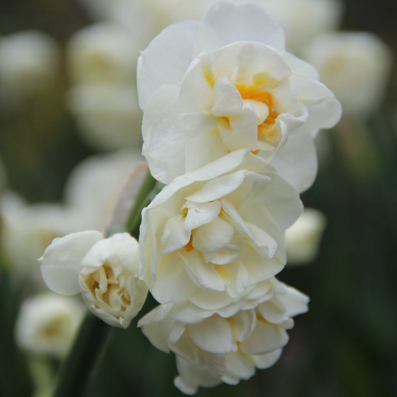 Narcissus 'Bridal Crown'