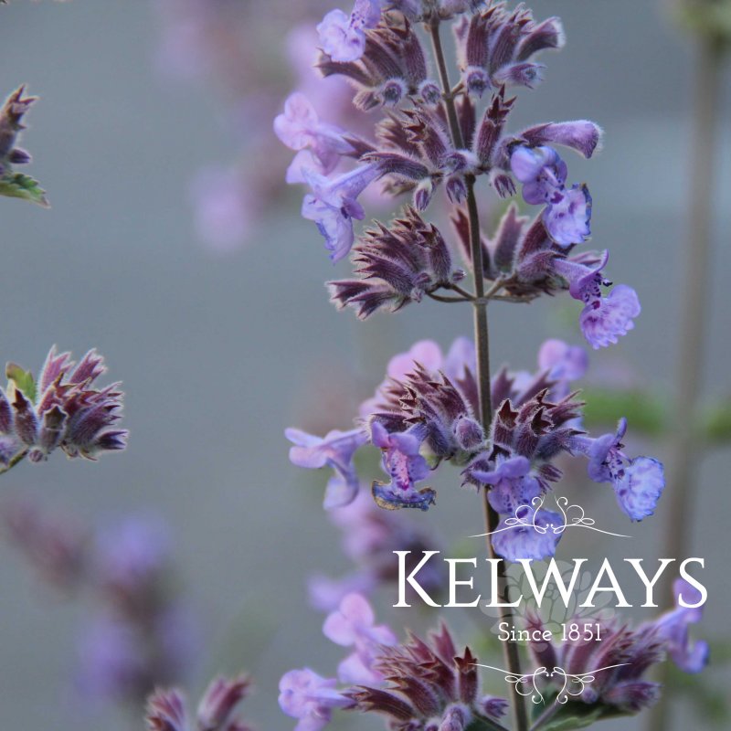 Nepeta 'Six Hills Giant'