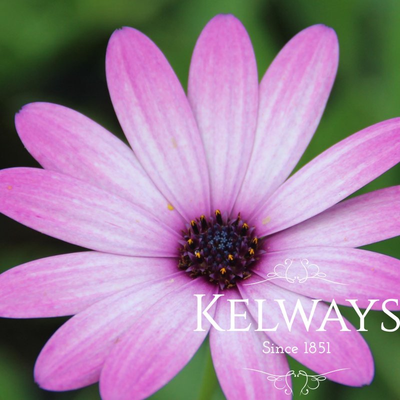 Osteospermum 'Cannington Roy'