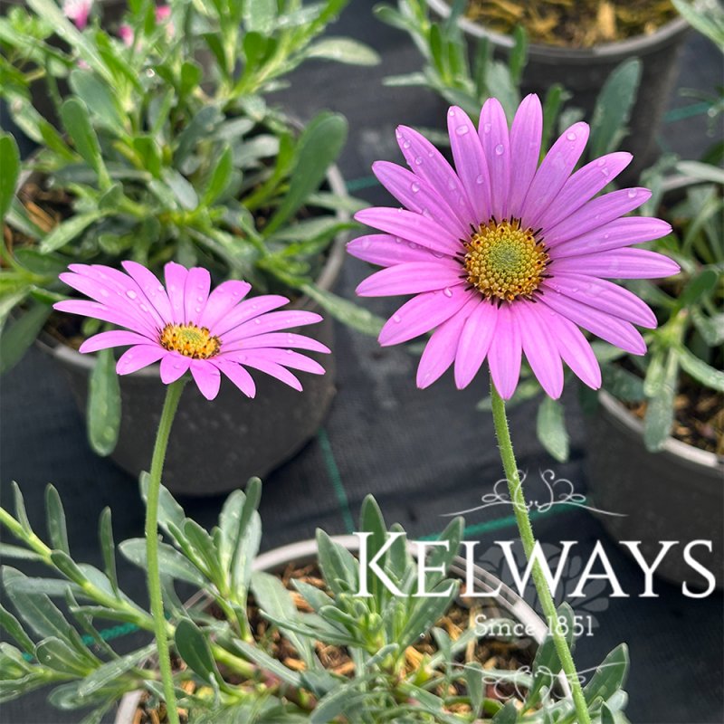 Dimorphotheca jucunda