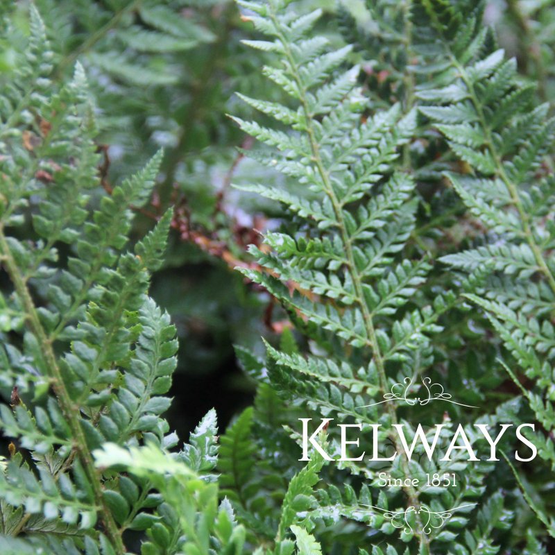 Polystichum rigens