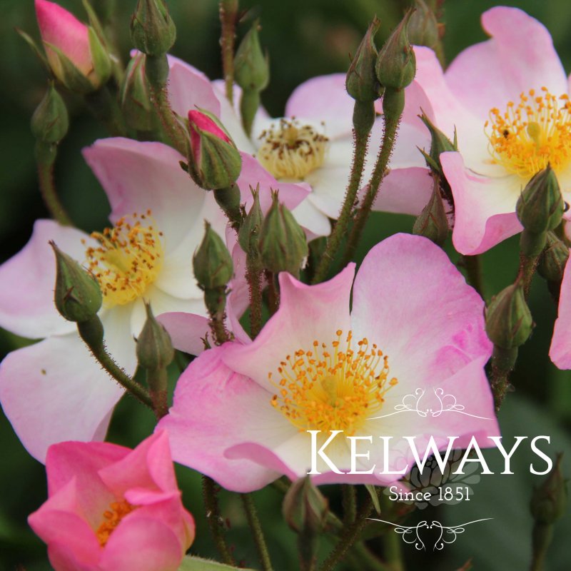 Rosa 'Francis E. Lester' (HM/Ra)