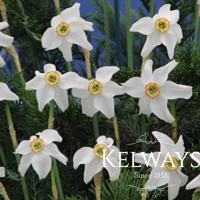 Narcissus 'Pheasant's Eye'