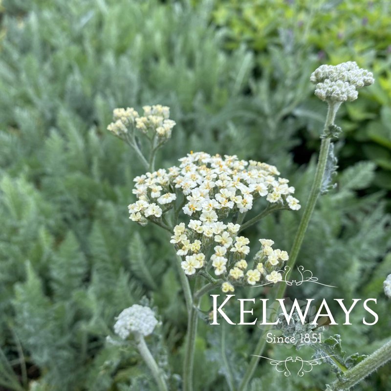 Achillea 'Alabaster'