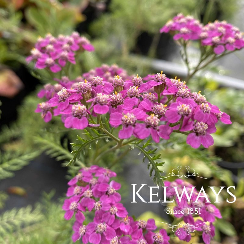 Achillea millefolium 'Layla' (Song Siren Series)