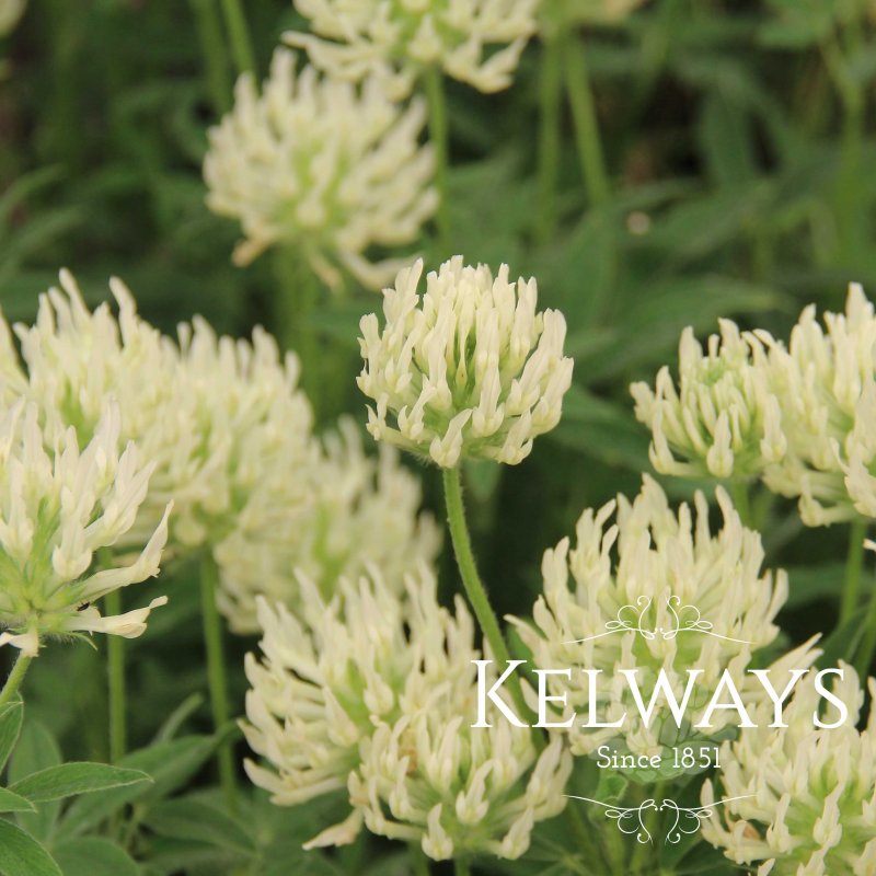 Trifolium ochroleucon