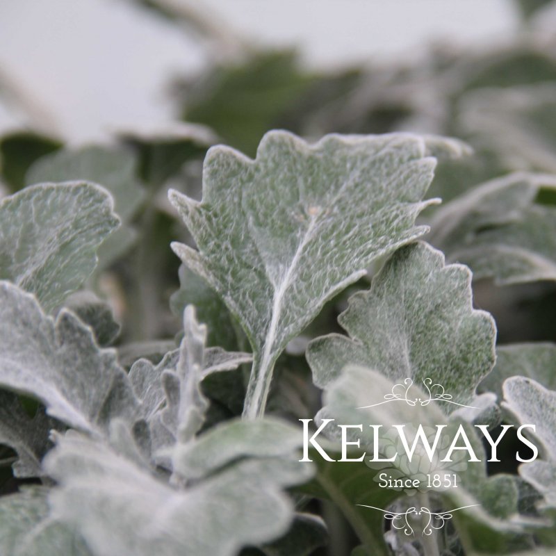 Cineraria Silver Dust