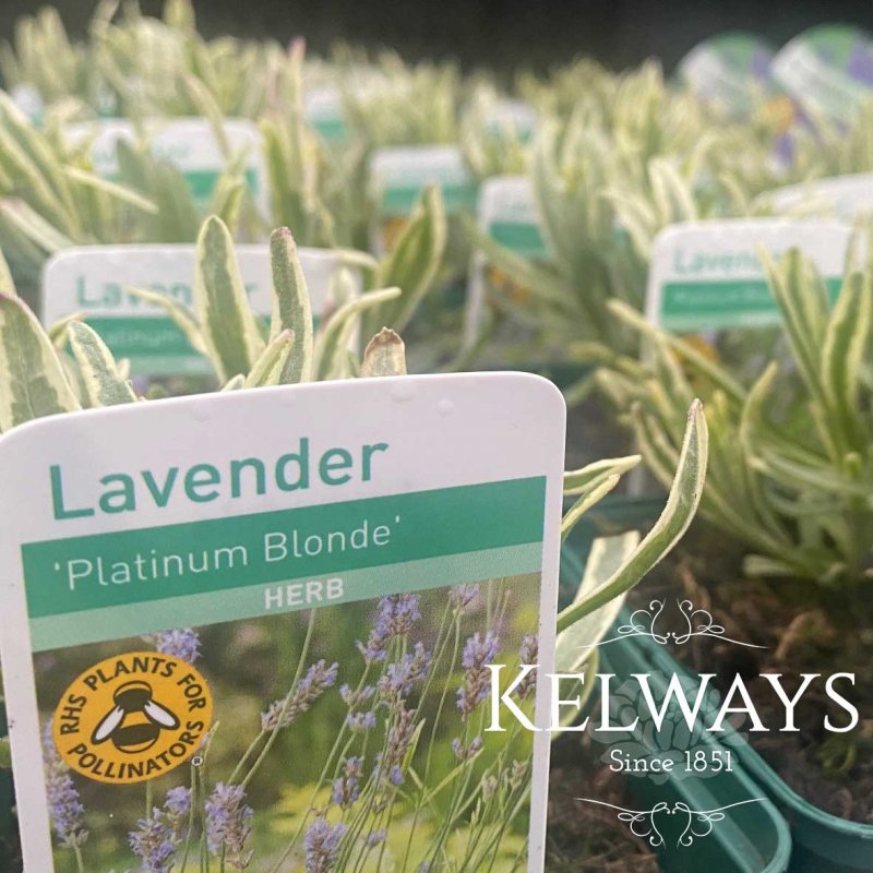 Lavandula Platinum Blonde