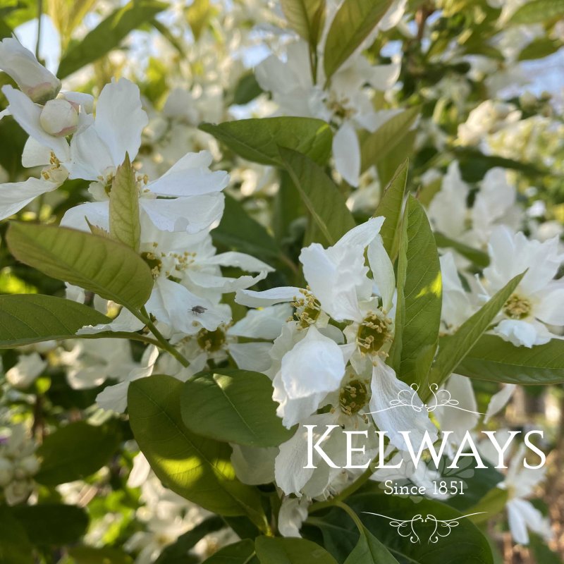 Exochorda serratifolia 'Snow White'