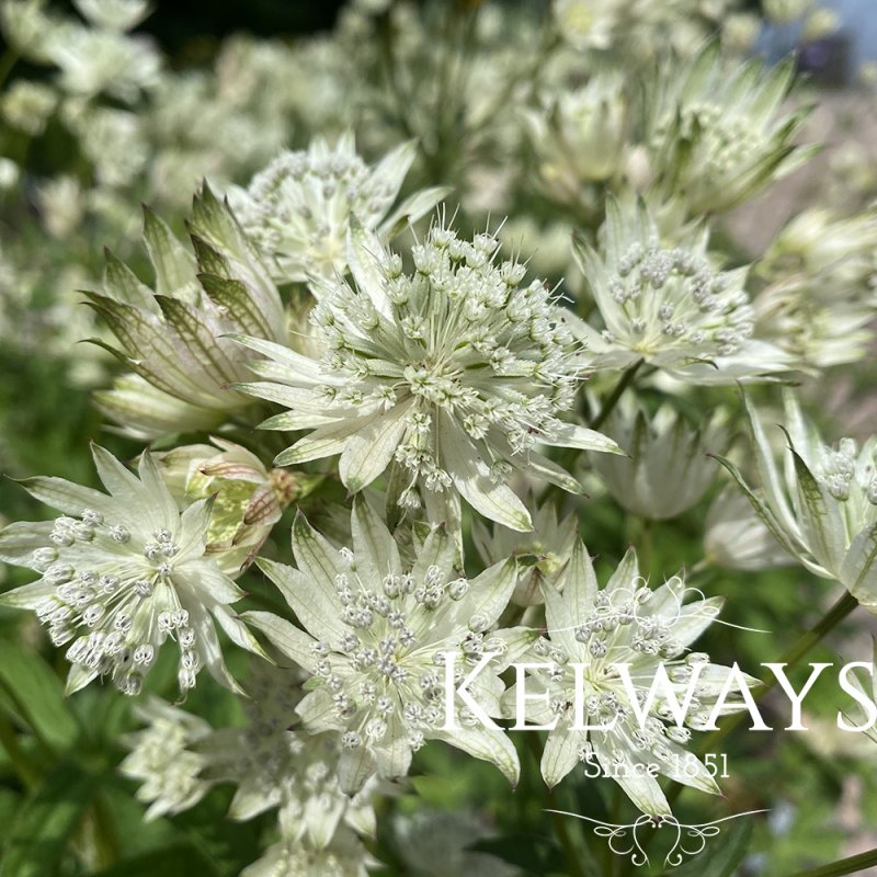 Astrantia major 'Sparkling Stars White' (Sparkling Stars Series)