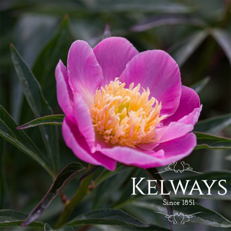 Paeonia 'Bowl of Love' - Kelways Plants Ltd