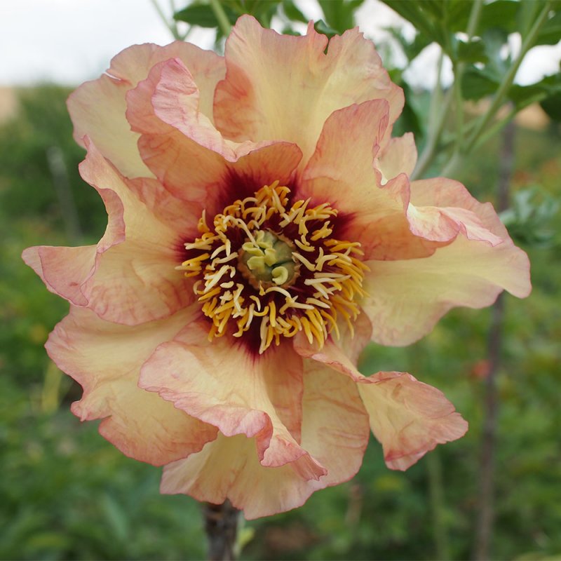 Paeonia 'Marchioness'