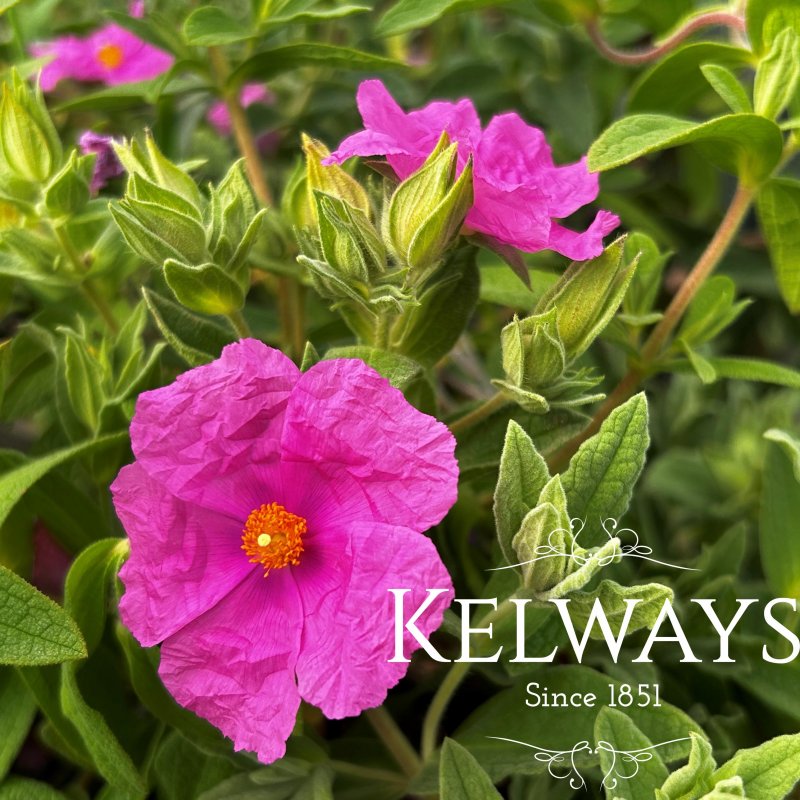 Cistus x pulverulentus Delilei Group