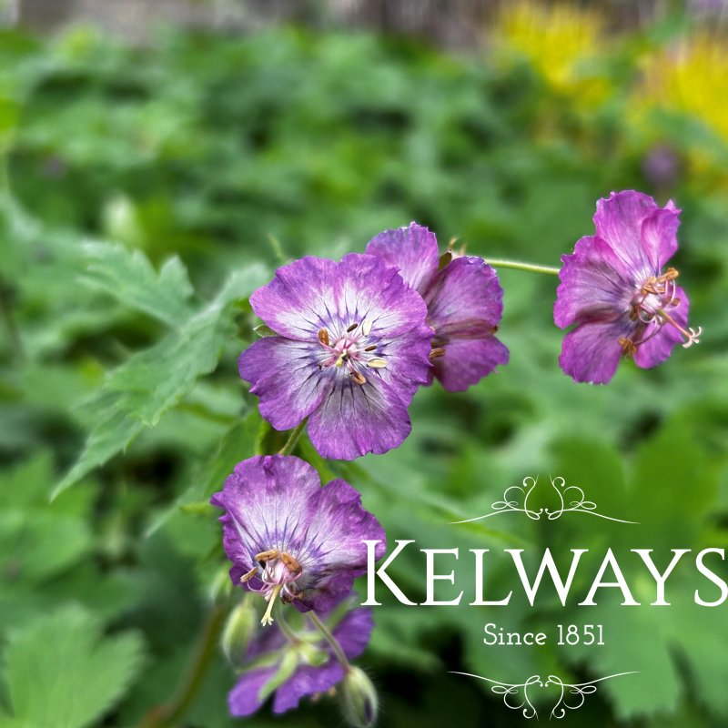 Geranium phaeum 'Robin's Angel Eyes'