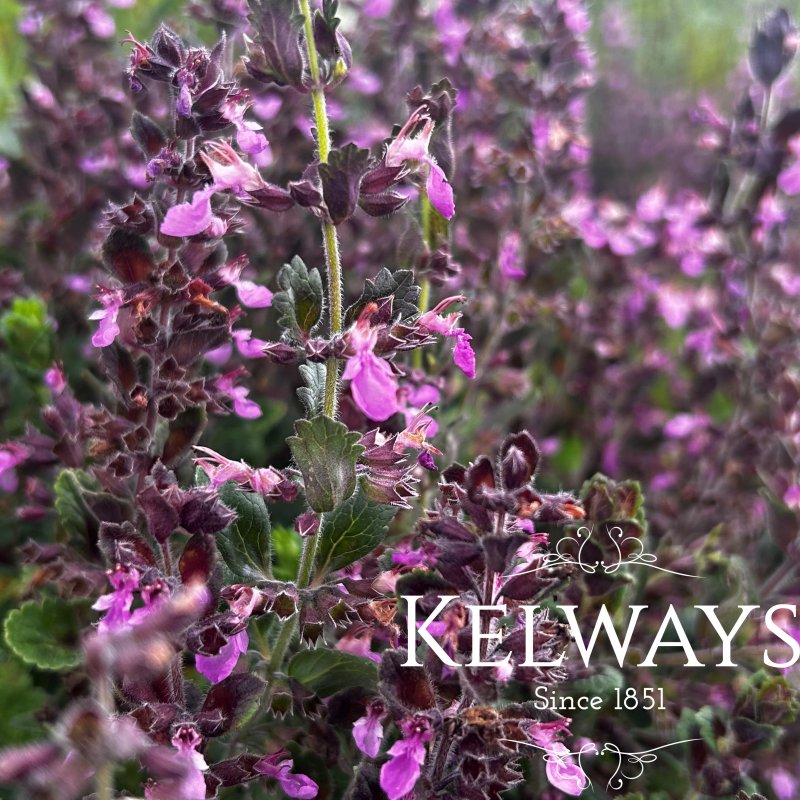 Teucrium chamaedrys