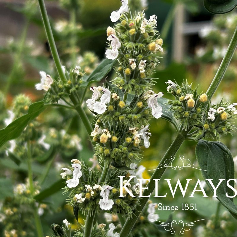 Nepeta cataria