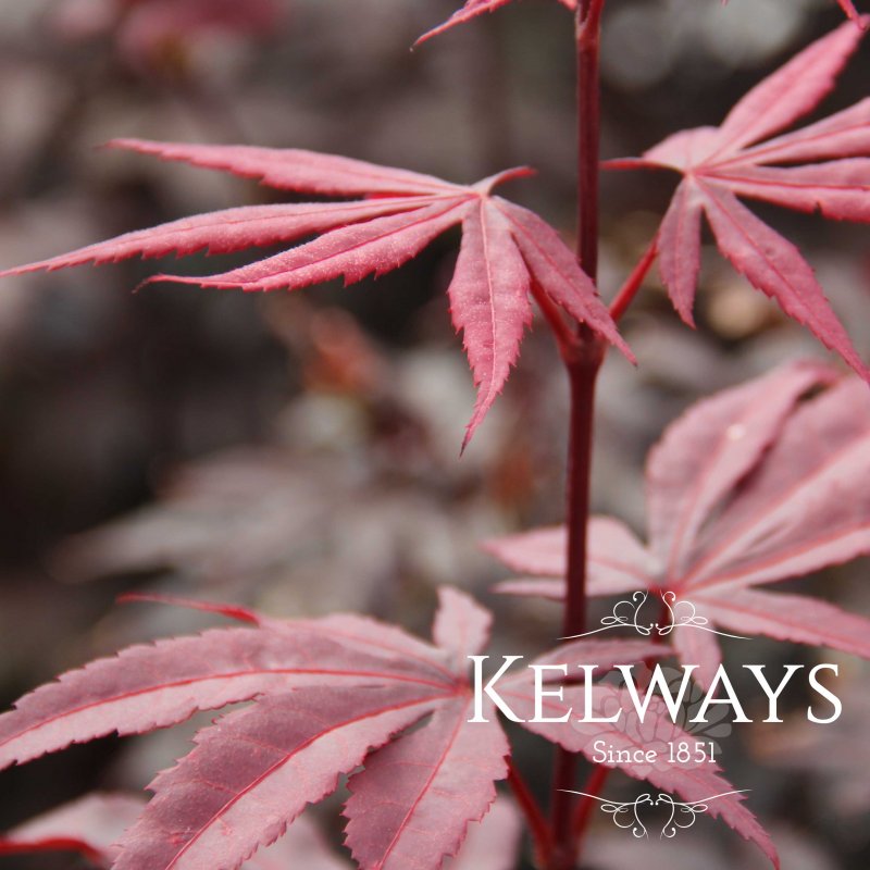 Acer palmatum 'Bloodgood'