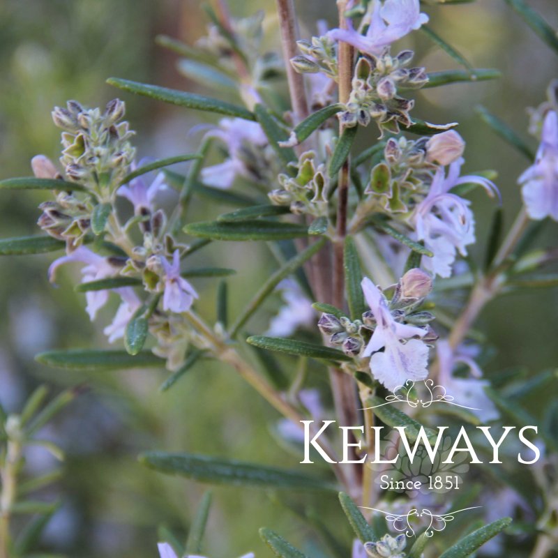 Rosmarinus officinalis