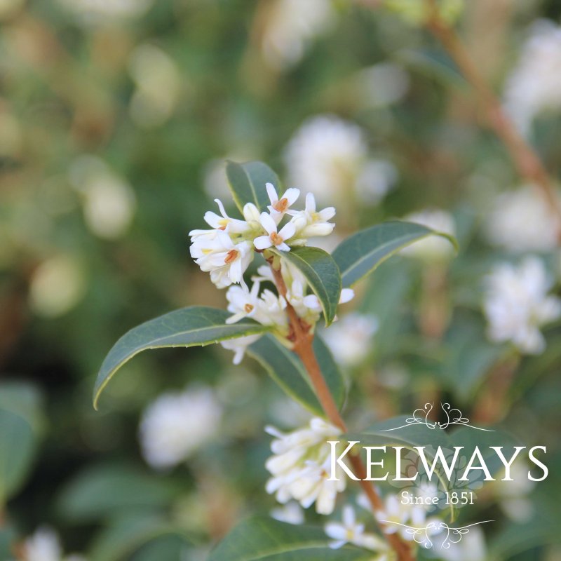 Osmanthus x burkwoodii