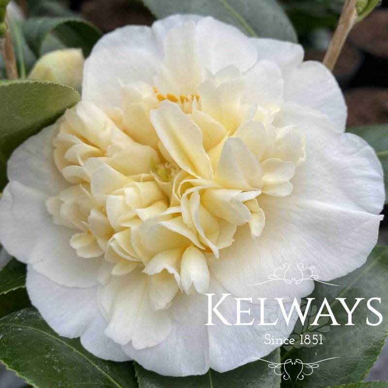 Camellia japonica 'Brushfield's Yellow'