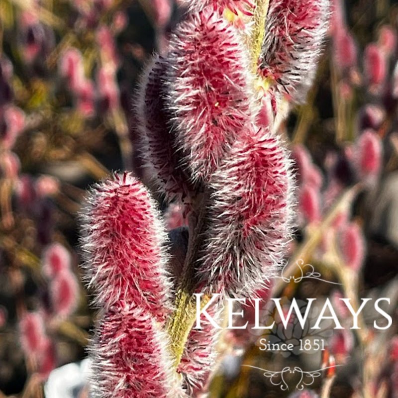 Salix gracilistyla 'Mount Aso'