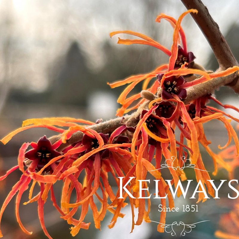 Hamamelis x intermedia 'Jelena'