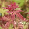 Acer palmatum 'Beni-komachi'