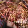 Acer palmatum 'Orangeola'