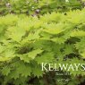 Acer shirasawanum 'Aureum'