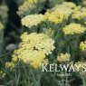 Achillea 'King Alfred'