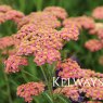 Achillea millefolium 'Lollypop'