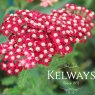 Achillea 'Petra'