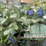 Brunnera macrophylla 'Silver Heart'