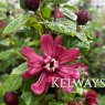 Calycanthus x raulstonii 'Hartlage Wine'