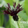 Centaurea montana 'Black Sprite'