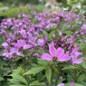 Cleome Senorita Rosalita