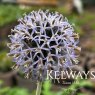 Echinops bannaticus 'Taplow Blue'