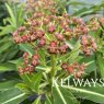 Euphorbia mellifera