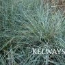 Festuca glauca