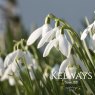 Galanthus nivalis