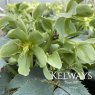 Helleborus argutifolius 'Silver Lace'