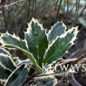 Ilex aquifolium 'Handsworth New Silver'