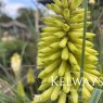 Kniphofia 'Bees' Lemon'