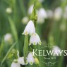 Leucojum aestivum 'Gravetye Giant'